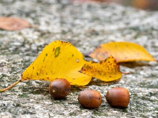 秋を感じるドングリと紅葉