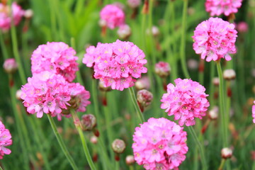 pink flowers in the garden