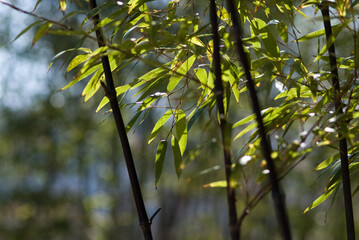 Fototapeta premium bamboo leaves