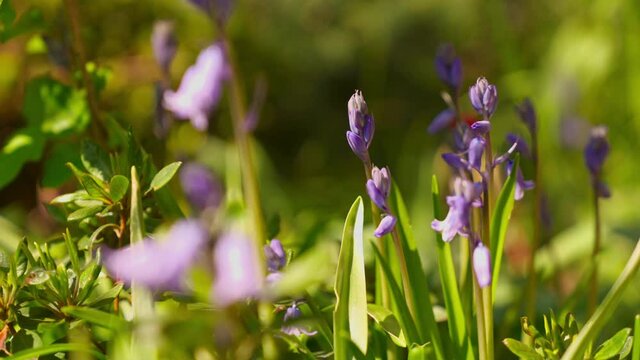 Purple bluebell flowers in spring