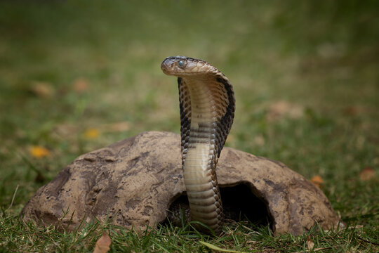 King Cobra Images – Browse 5,837 Stock Photos, Vectors, and Video | Adobe  Stock