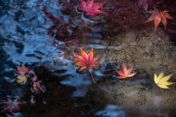 晩秋らしい感じ