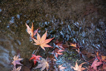 晩秋らしい感じ