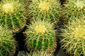 Photo Picture of a Tropical Cactus Texture