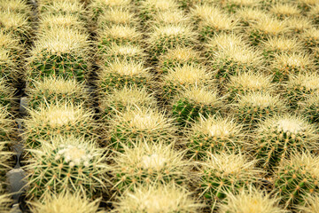 Photo Picture of a Tropical Cactus Texture