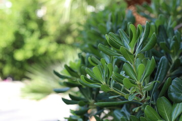 Obraz premium close up of a plant