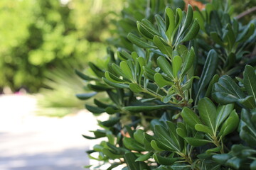 close up of plant