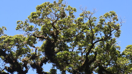 branches against blue sky