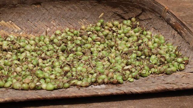Fresh cardamom kept for sundry after harvesting from plant. Raw cardamom