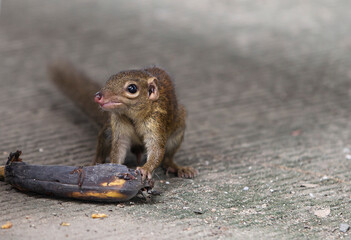 Thai squirrel eating banana on ground