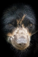 Closeup portrait of a black bear