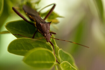 bug on a leaf