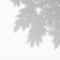 Obraz premium Realistic Vector transparent overlay blured shadow of branch leaves.