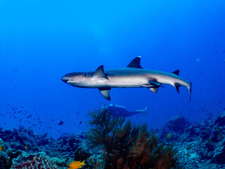 Obraz na płótnie Canvas Whitetip shark swim on reef with scuba diver.