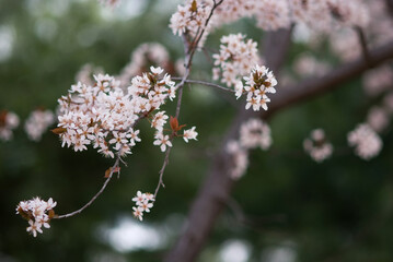 cherry blossoms