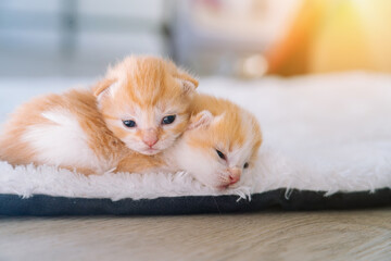Newborn baby red cat sleeping on funny pose. Group of small cute ginger kitten. Domestic animal....
