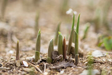 new life in spring