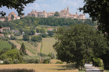 Corinaldo, Ancona. Skyline del borgo nel contesto rurale di alberi di quercia e campi di grano.