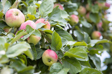 ripe apples on a branch. fruits between green leaves. summer harvesting apples.