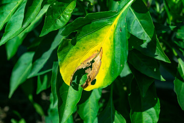 Signs of late blight on pepper leaves.