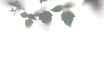 Leaves of an exotic plant behind frosted glass. Soft blur background.