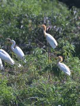 A pair of flax herons during a break