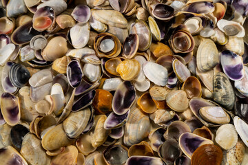 Summer background pattern from seashells. Shell close-up. Ocean coast. Seashells background.