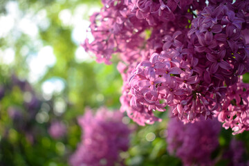 A bunch of flowers of a blooming pink lilac bush