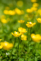 Buttercups Background