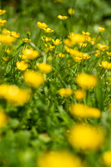 Buttercups Background