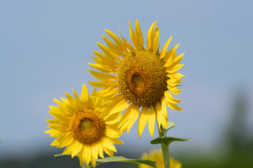 夏の花　ひまわり