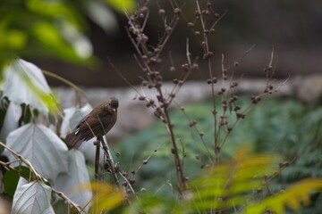 A female White-tailed Robin