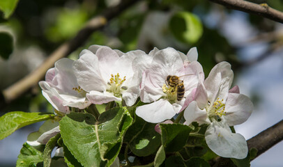 apple tree blooms in the garden. bees collect nectar and pollen