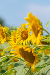 夏の花　ひまわり