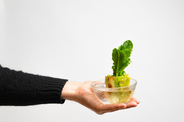 Hand holding glass bowl with regrowing chinese cabbage. Using vegetable scraps to grow organic...