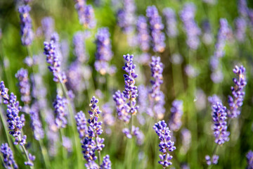 Garden with the flourishing lavende