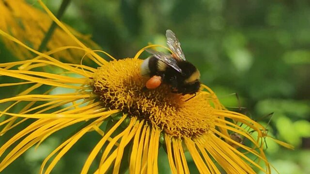 Shaggy white-black bumblebee on a flower. On a large yellow flower of a tall elecampane (Inula helenium), a yellow-brown bumblebee with orange pouches on its paws crawls and there is flower nectar.