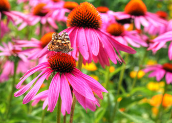 Pink flower with butterfly