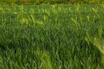 spikelets of green rye grow in the field of the farm in summer