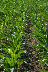 Corn field. Sprouts grow in rows, the future harvest on the farm. Summer, sunny weather.