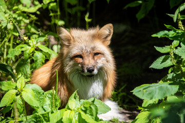 Fox in forrest
