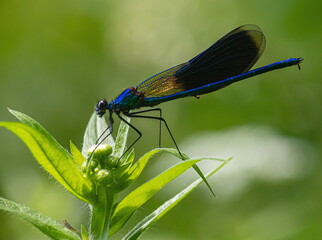 dragonfly on a green background. summer sunny day. close up