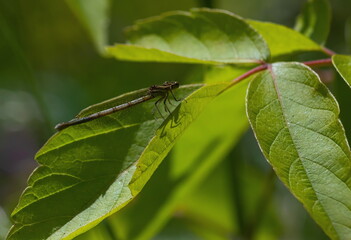 dragonfly on a green background. summer sunny day. close up