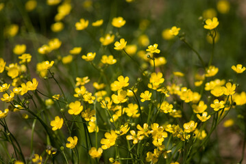 Obraz premium yellow flowers in the garden