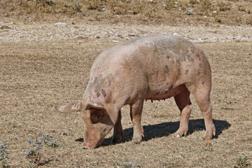 pig in a mountain pasture in the summer