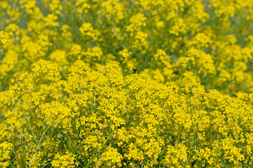 Blühendes Orientalisches Zackenschötchen, Bunias orientalis
