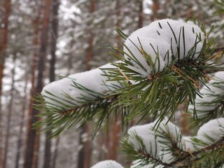 snow covered pine tree