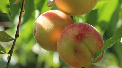 Delicious peach fruits are hanging on a branch of a peach tree.