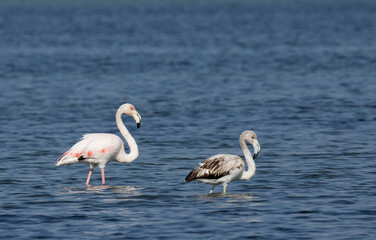 Greater flamingo in water