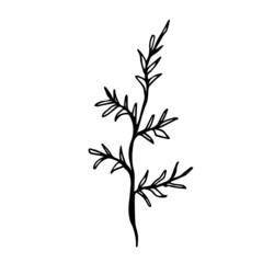 Doodle leaf in hand drawn style.